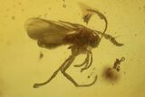 Detailed Fossil Ant, Flies, Spider, and Larva in Baltic Amber #234560-3
